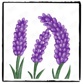 Lavender Flower Gardening Garden Nature Design