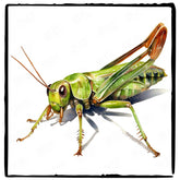 Beautiful Grasshopper Pattern Design