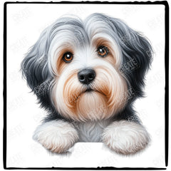 Cute Dog Havanese Breed Design